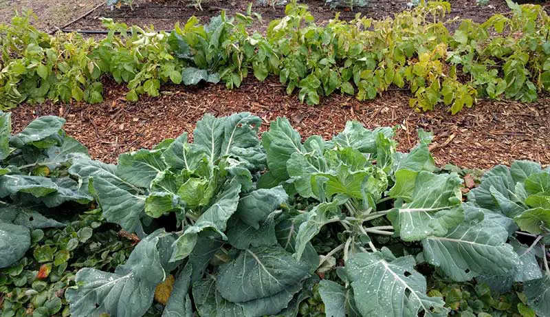 Best Wood Mulch for Vegetable Garden