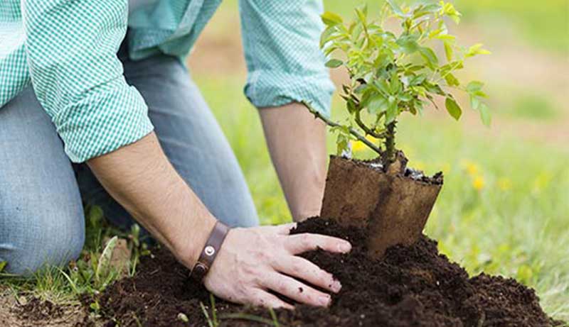 Best Soil for Fruit Trees