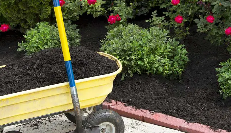 Best Compost for Flower Beds