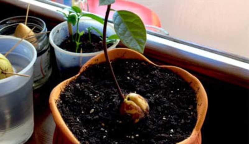 Best Potting Soil for Avocado Tree