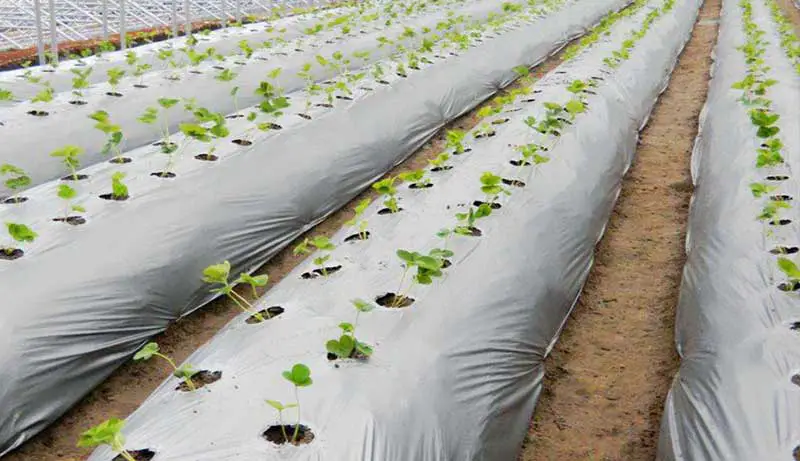 Best Weed Barrier for Vegetable