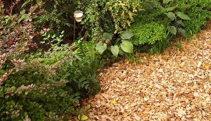 Best Wood Chips for Garden