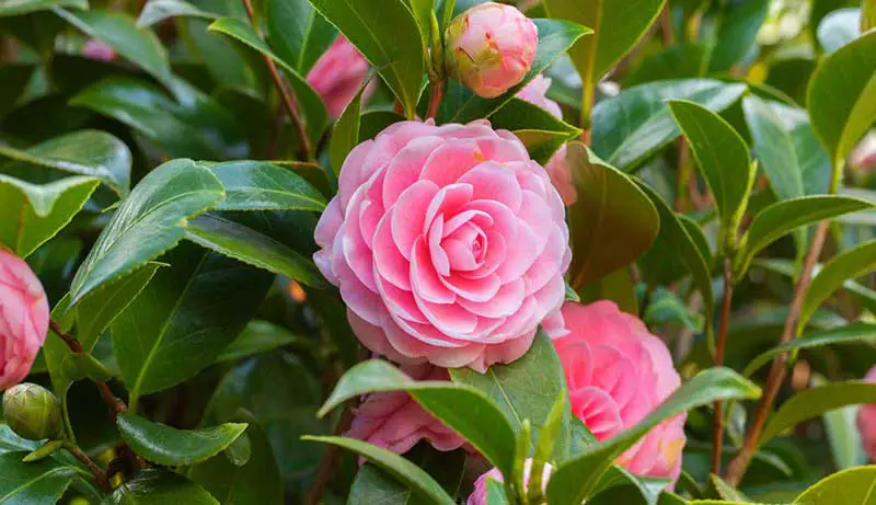 Best Fertilizer for Camellias