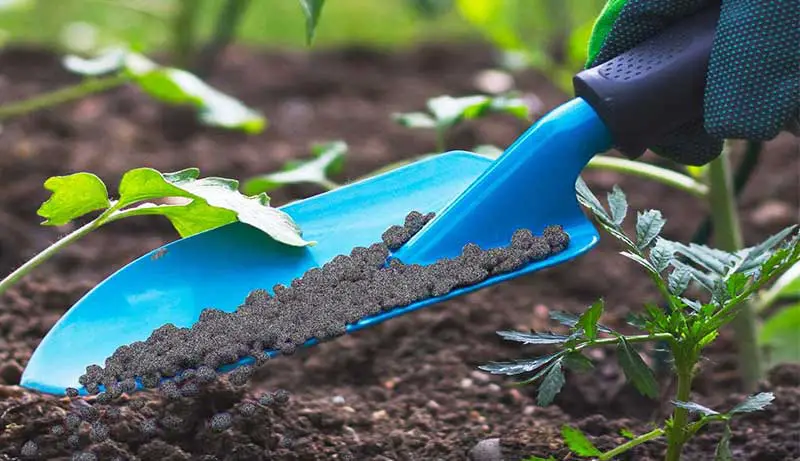 Best Fertilizer for Clay Soil