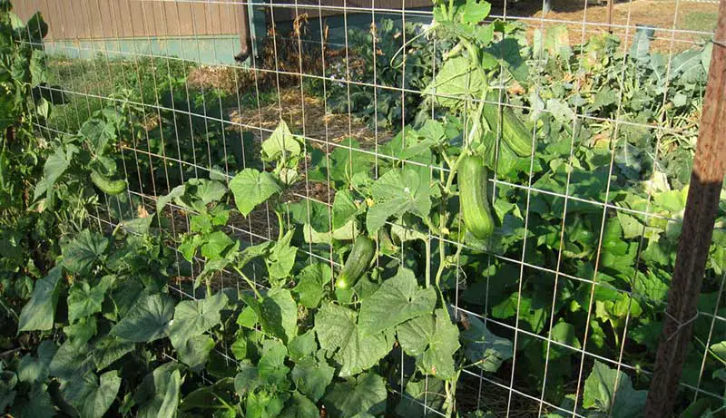 Best Trellis for Cucumbers