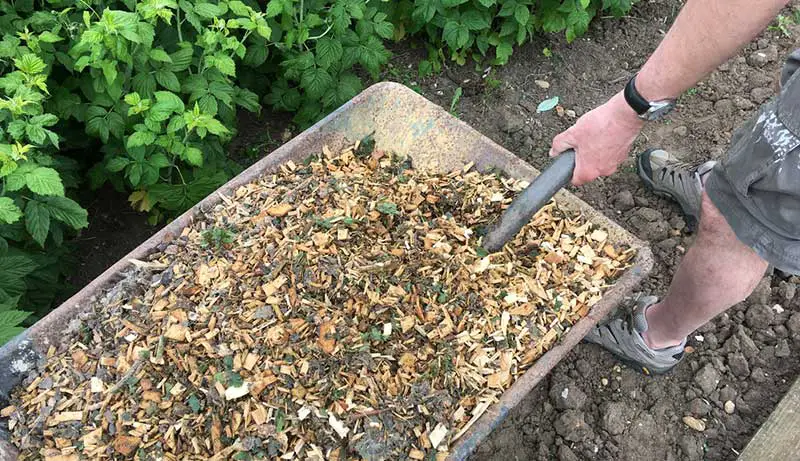 How long do Wood Chips Last as Mulch