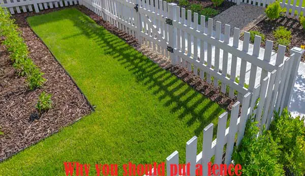 Why You Should Put a Fence