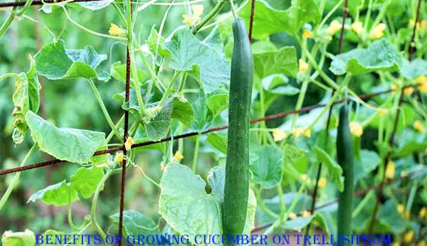 Benefits of Growing Cucumber on Trellis