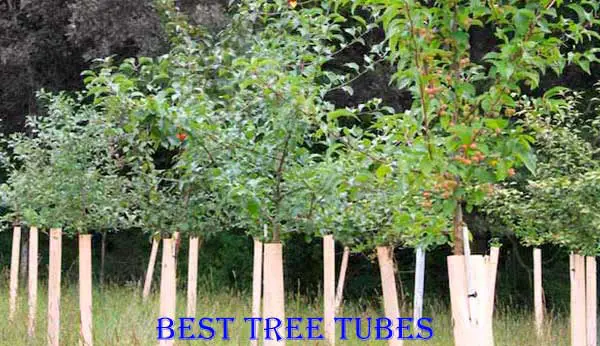 Best Tree Tubes
