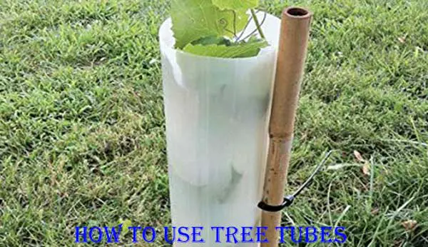 How To Use Tree Tubes