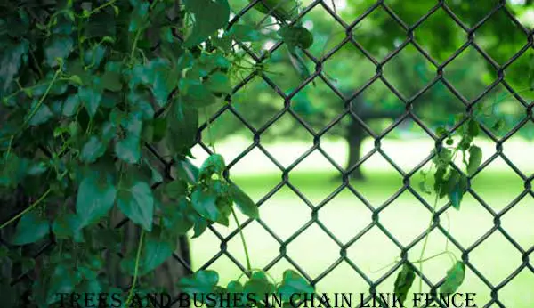 Trees and Bushes in Chain Link Fence