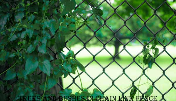 Trees and Bushes in Chain Link Fence