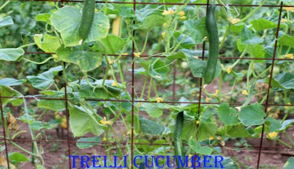 Trelli Cucumber