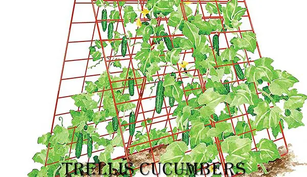 Trellis Cucumbers