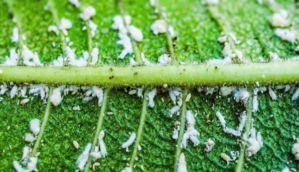 Get Rid of White Aphids