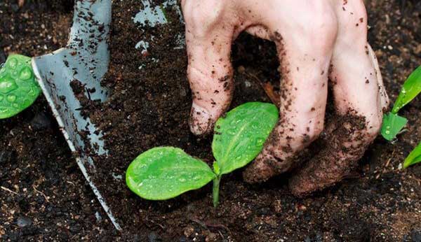 How to Apply Cow Manure on the Vegetable Garden