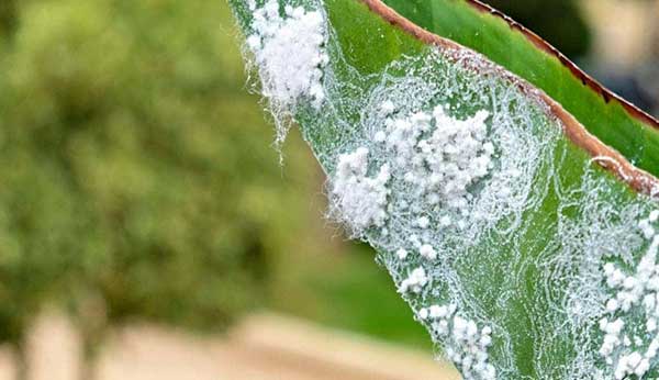 Rid of White Aphids