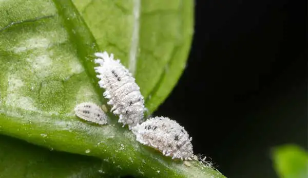 Steps of How to Get Rid of White Aphids