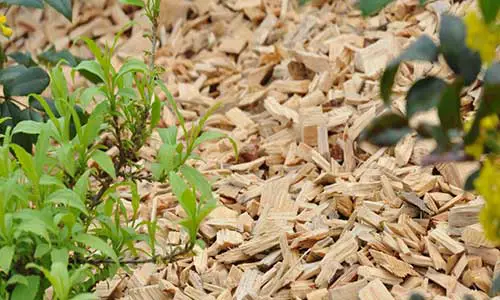 What kind of wood chips are bad for gardens