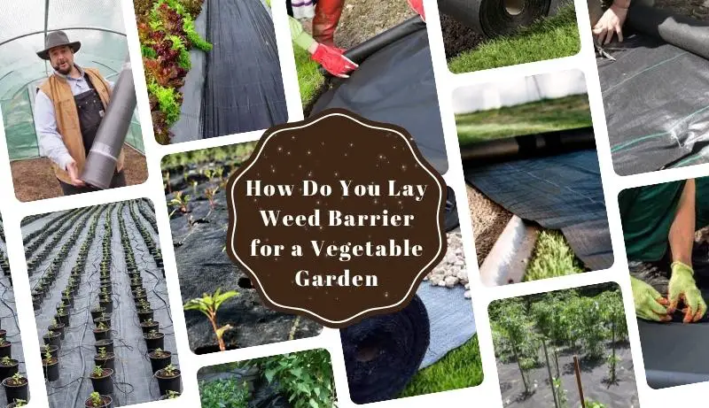 How Do You Lay Weed Barrier for a Vegetable Garden