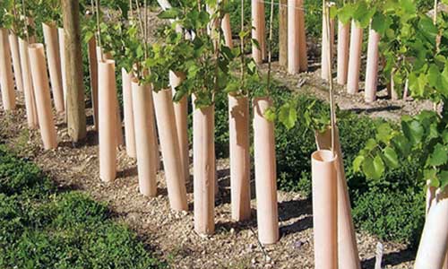 How to Use Tree Tubes