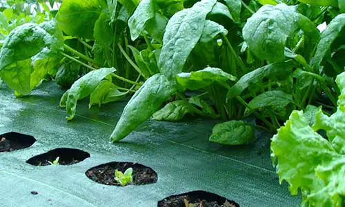A Weed Barrier in a Vegetable Garden: Is It Beneficial