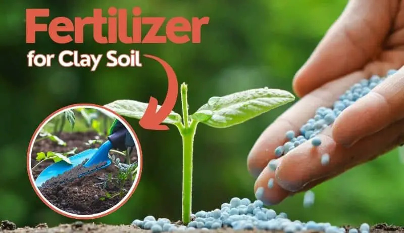 Fertilizer for Clay Soil