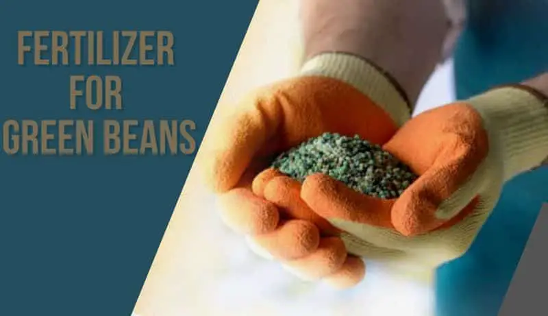 Fertilizer for Green Beans