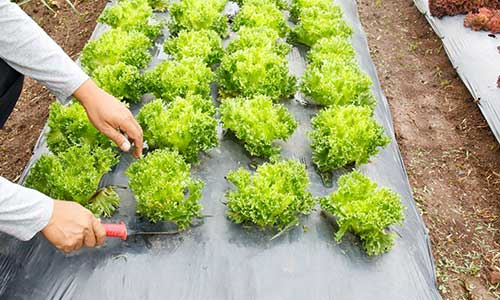 Is Using a Weed Barrier in a Vegetable Garden Beneficial