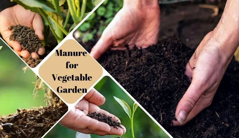 Manure for Vegetable Garden