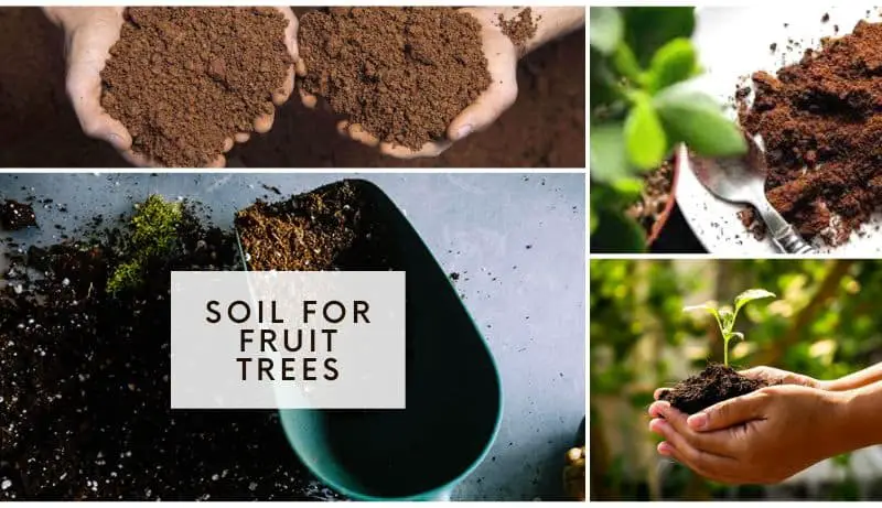 Soil for Fruit Trees