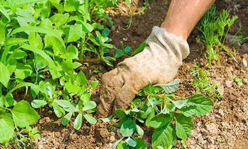 Traditional Organic Weed Prevention Techniques