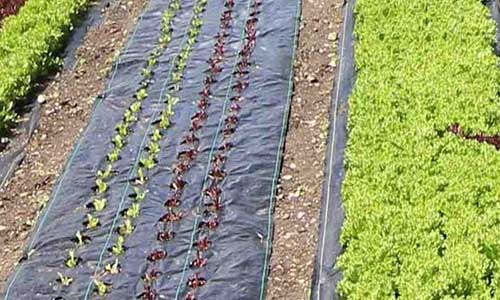 Typology of Weed Barrier