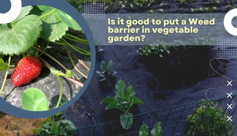 Weed barrier in vegetable garden