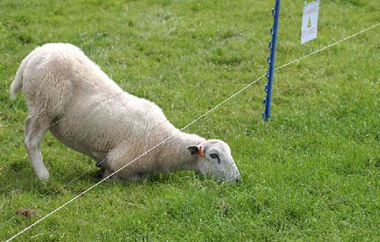 What causes the electric fence's voltage to drop