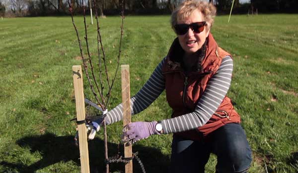 How to Stake a Tree