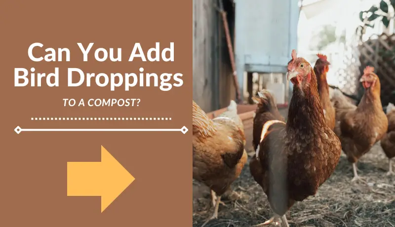 Can You Add Bird Droppings to Compost