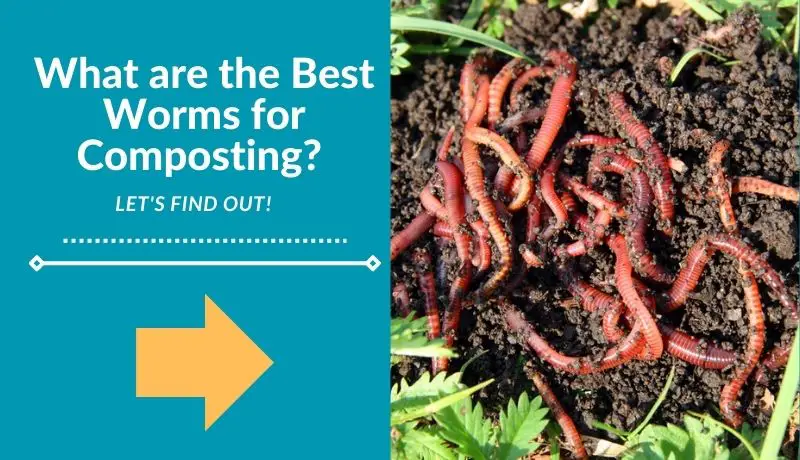 What are the Best Worms for Composting