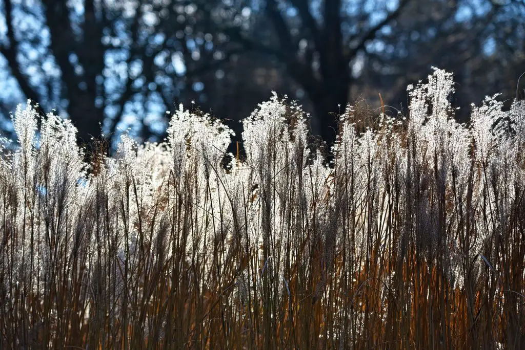 pampas grass, beautiful flowers, plant