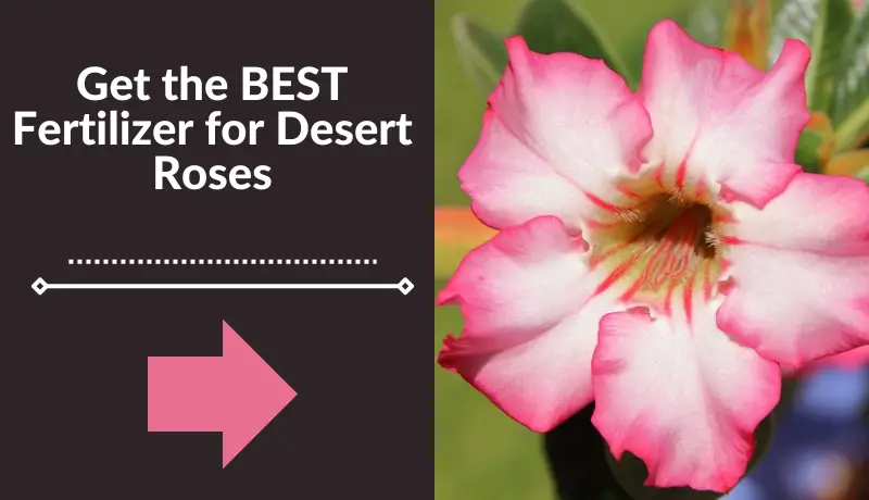 Get the BEST Fertilizer for Desert Roses