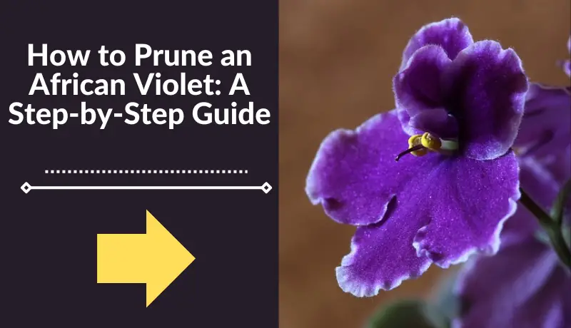 How to Prune an African Violet