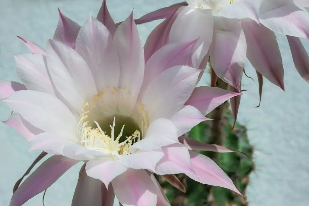 queen of the night, cactus, blossom