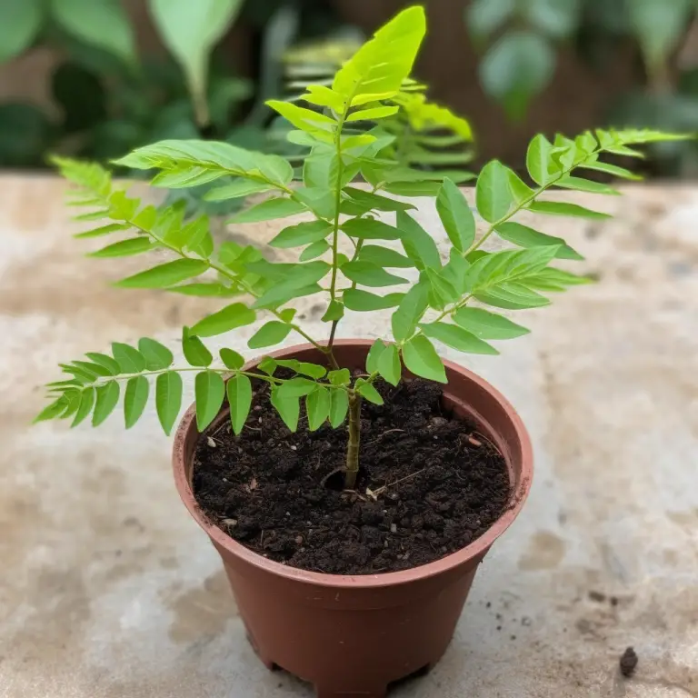 How to Prune Curry Leaf Plant for Maximum Growth and Health