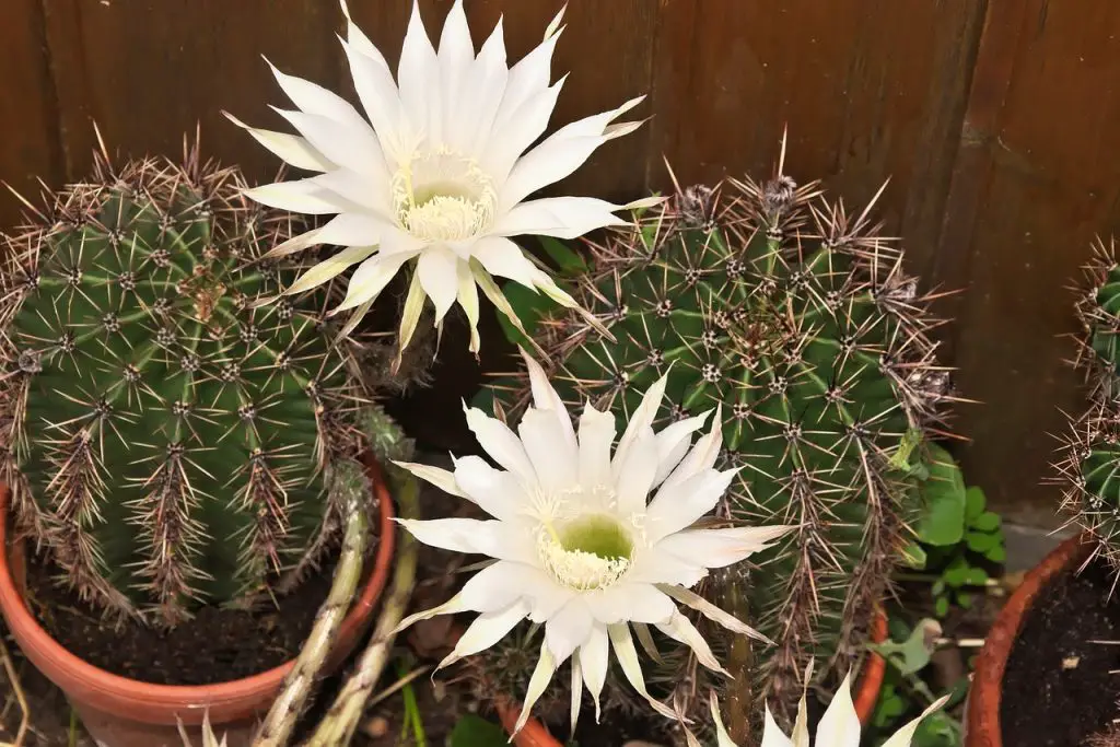 queen of the night, cactus, cactus flower