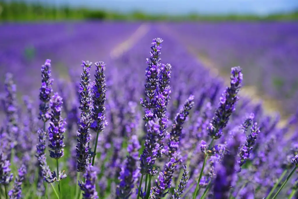 Spanish Lavender