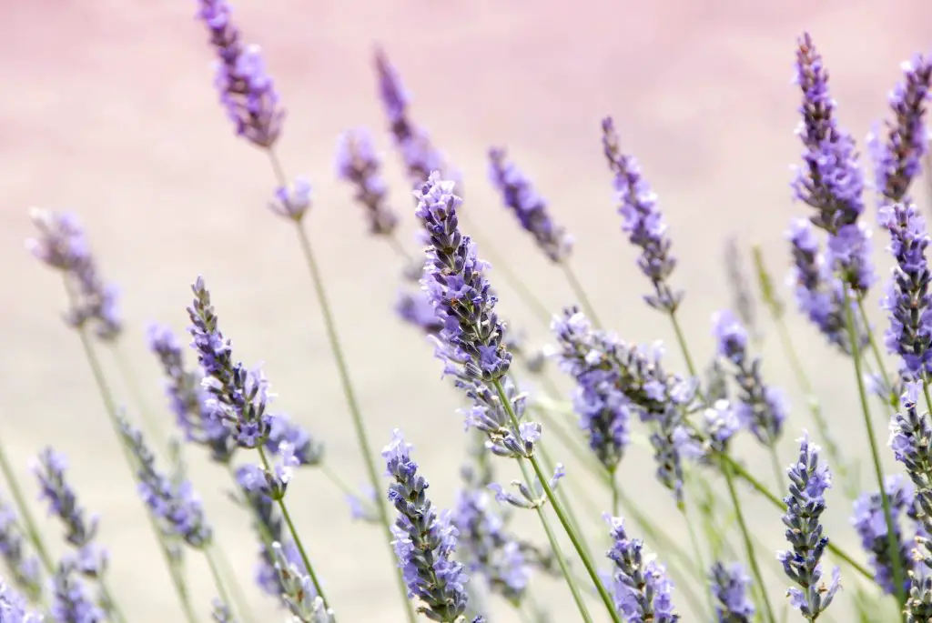 Spanish Lavender Field