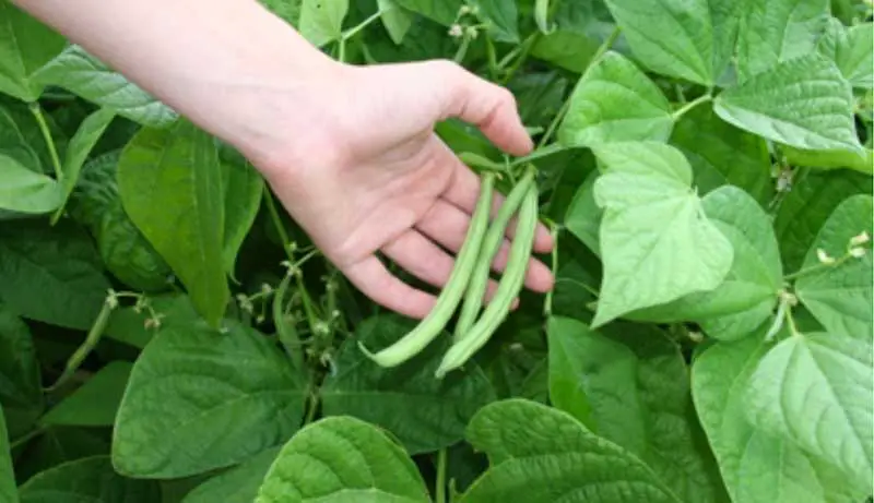 Best Fertilizer for Green Beans