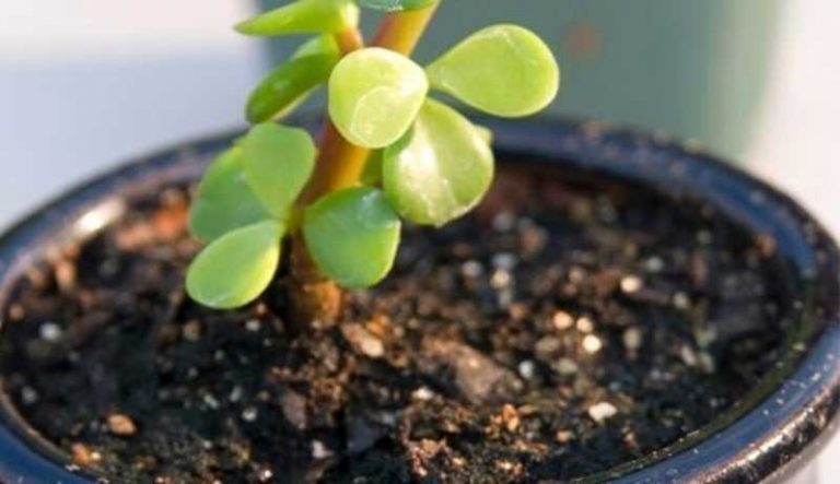 jade plant soil