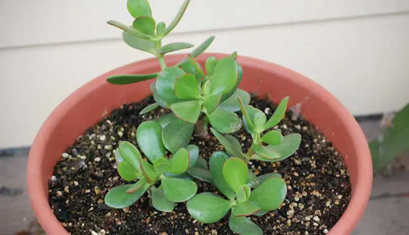 How to Grow a Jade Plant into a Tree