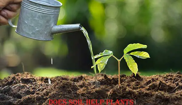 How Does Soil Help Plants in 2022– Definitive Guideline for Newbie and Experts 2